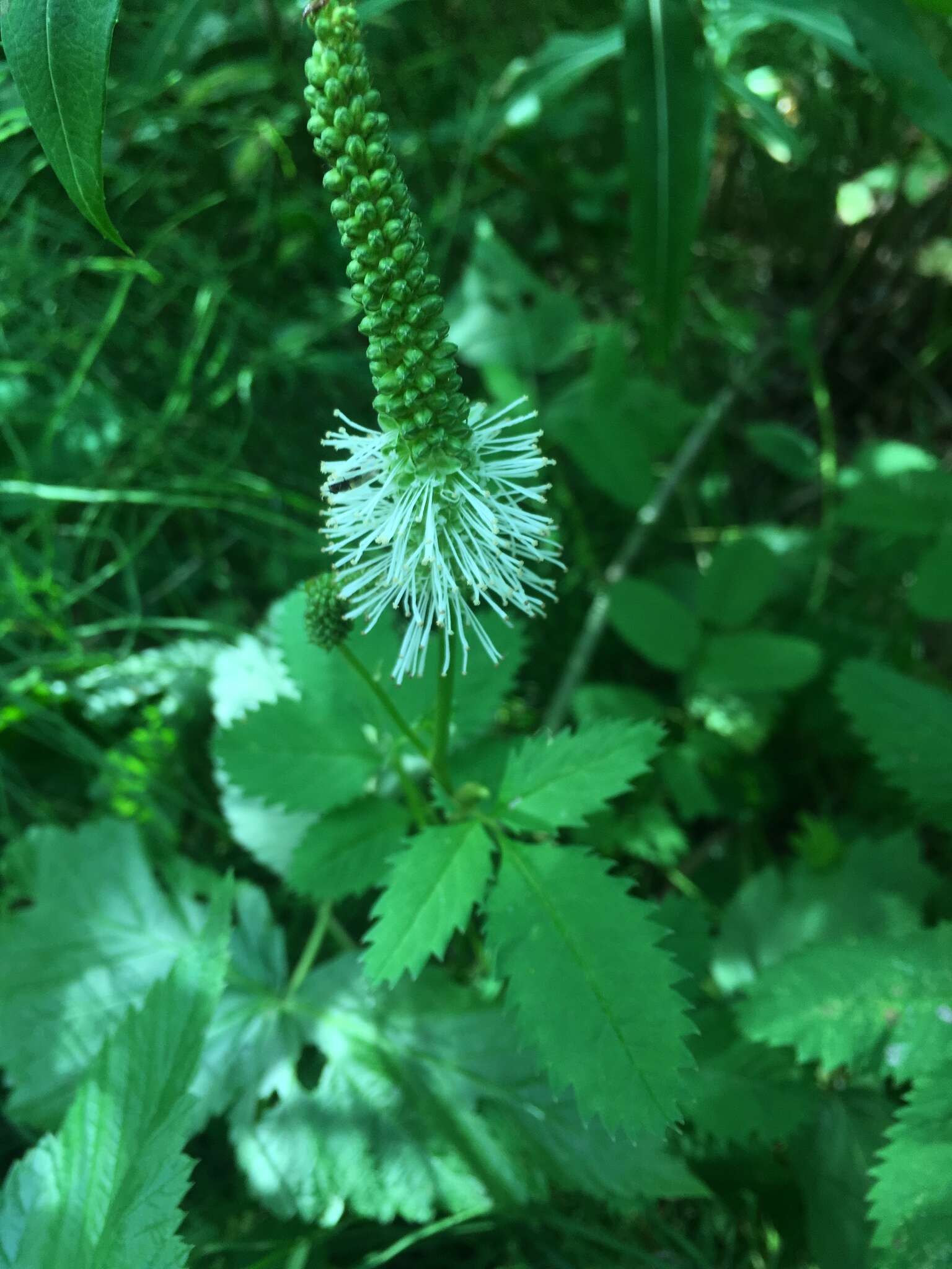 Image of Canadian burnet