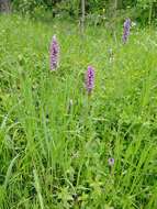 Image de Dactylorhiza sibirica Efimov