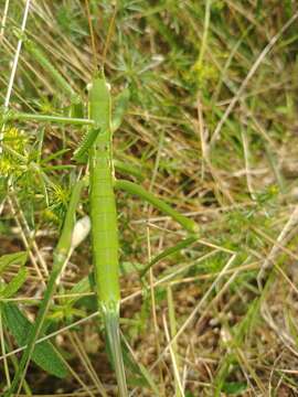 Image of Common Predatory Bush-cricket