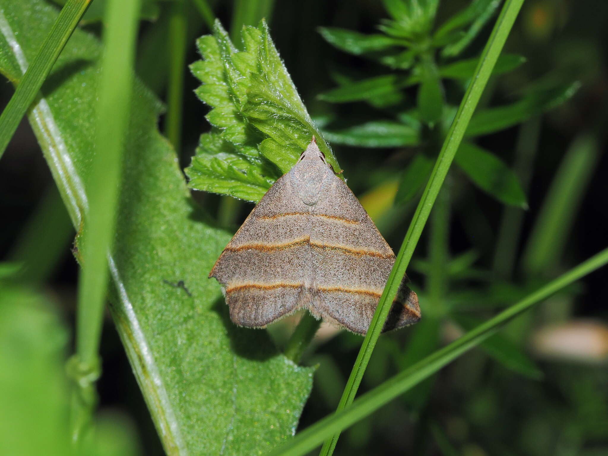 Слика од Colobochyla salicalis Schiffermüller 1776