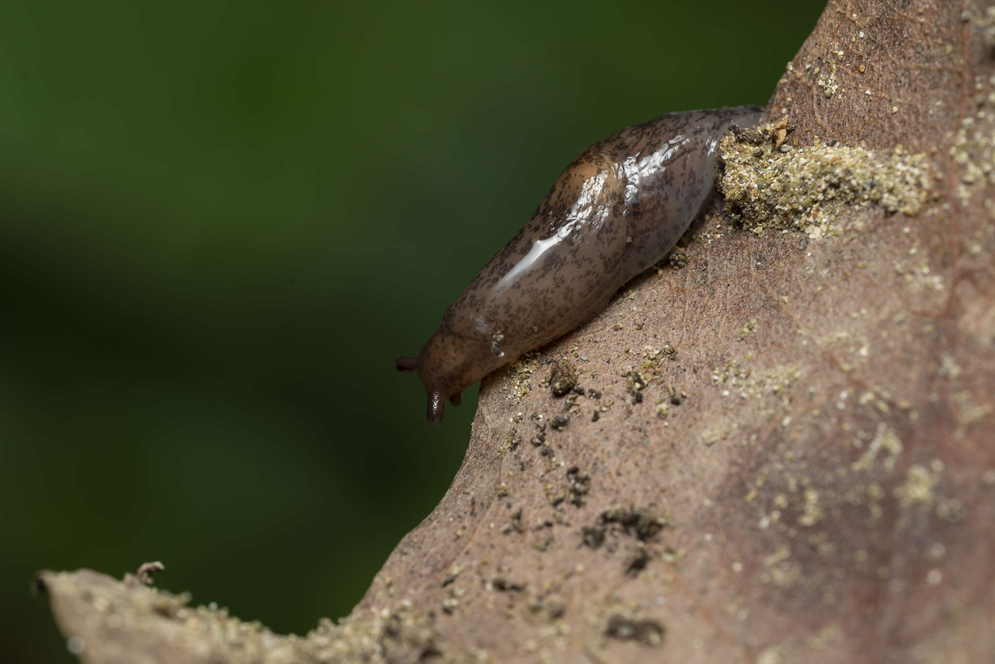 Image of Deroceras neuteboomi Forcart 1972