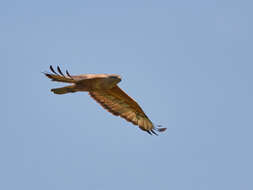 Image of Buteo buteo menetriesi Bogdanov 1879