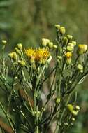 Image of Galatella biflora (L.) Nees