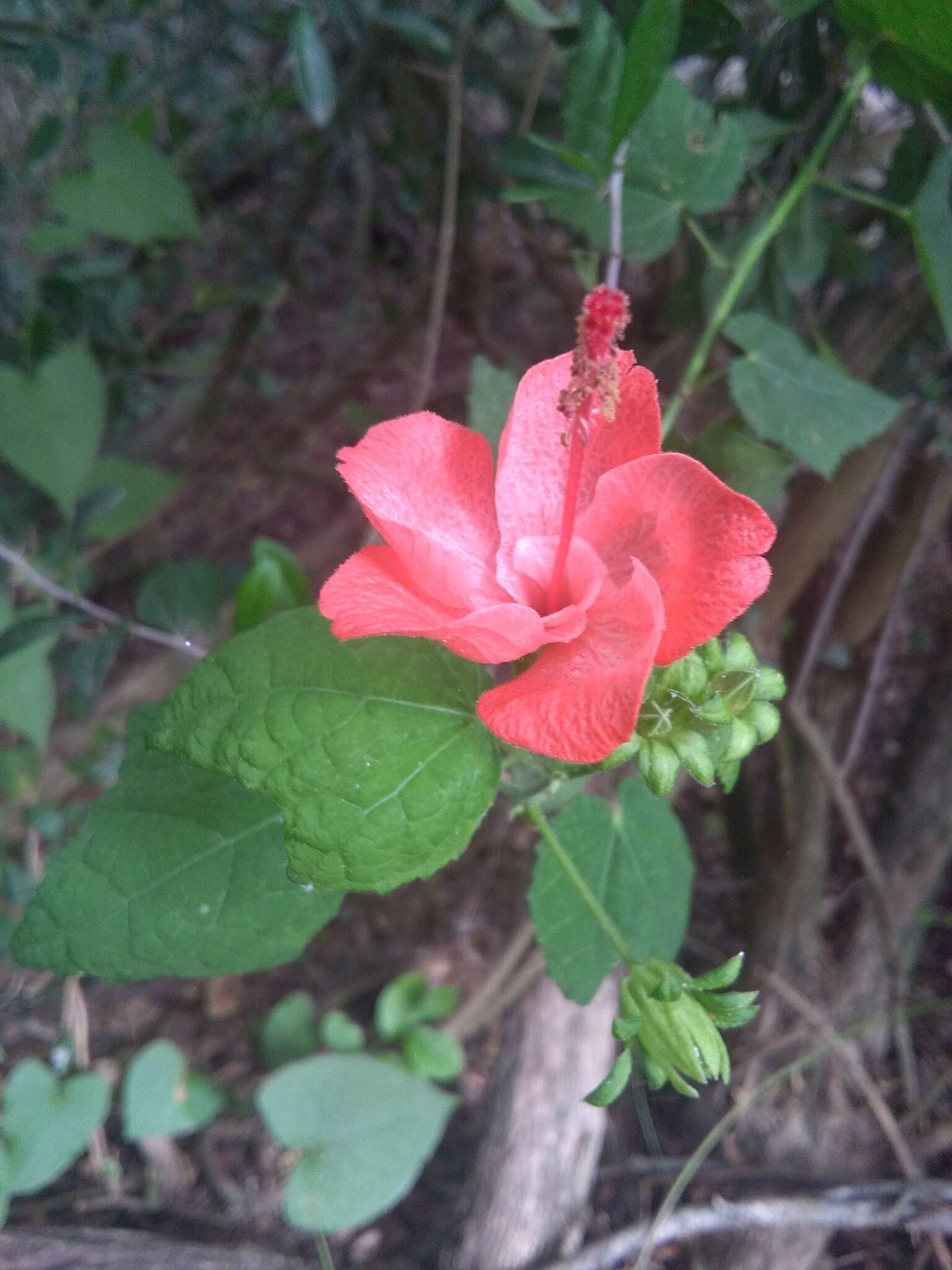 Image of Spanish Apple