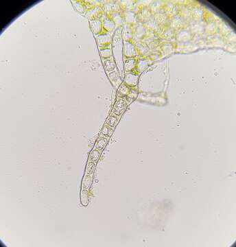 Image of Neoorthocaulis floerkei (F. Weber & D. Mohr) L. Söderstr., De Roo & Hedd.