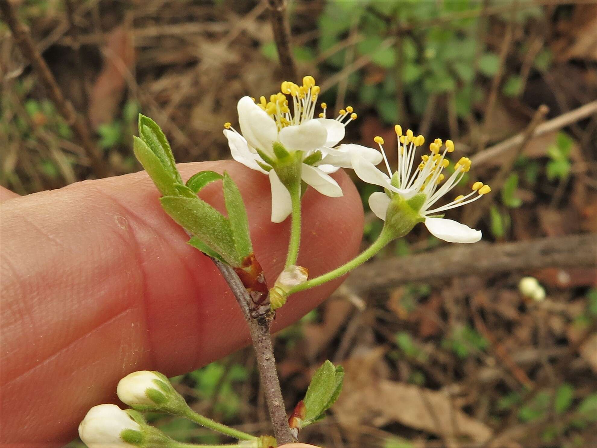 Imagem de Prunus gracilis Engelm. & Gray