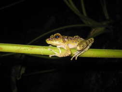 Image of Sumaterana crassiovis (Boulenger 1920)