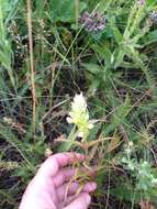 Image of Melampyrum argyrocomum Fisch. ex Steud.