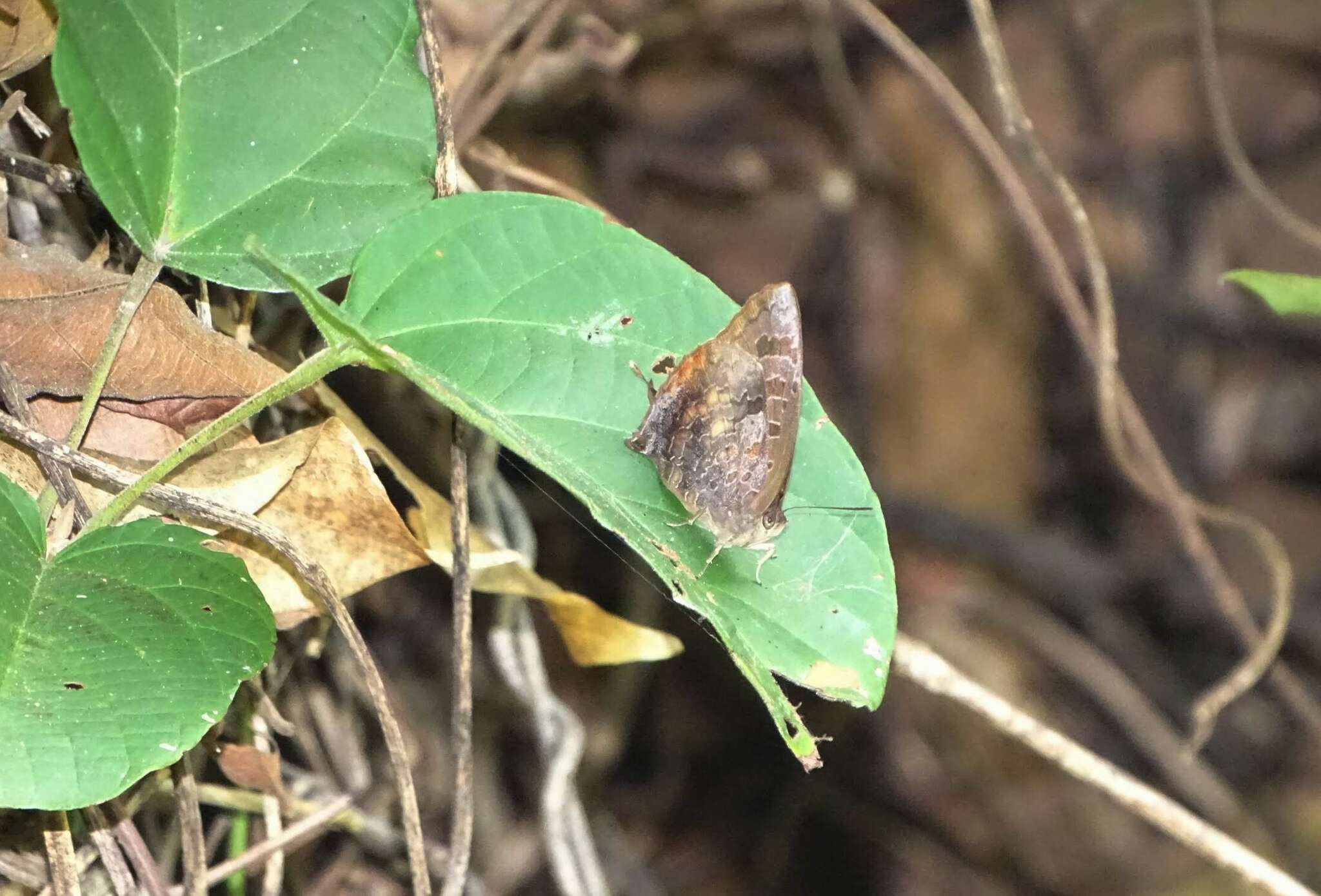 Image of <i>Arhopala bazalus turbata</i>