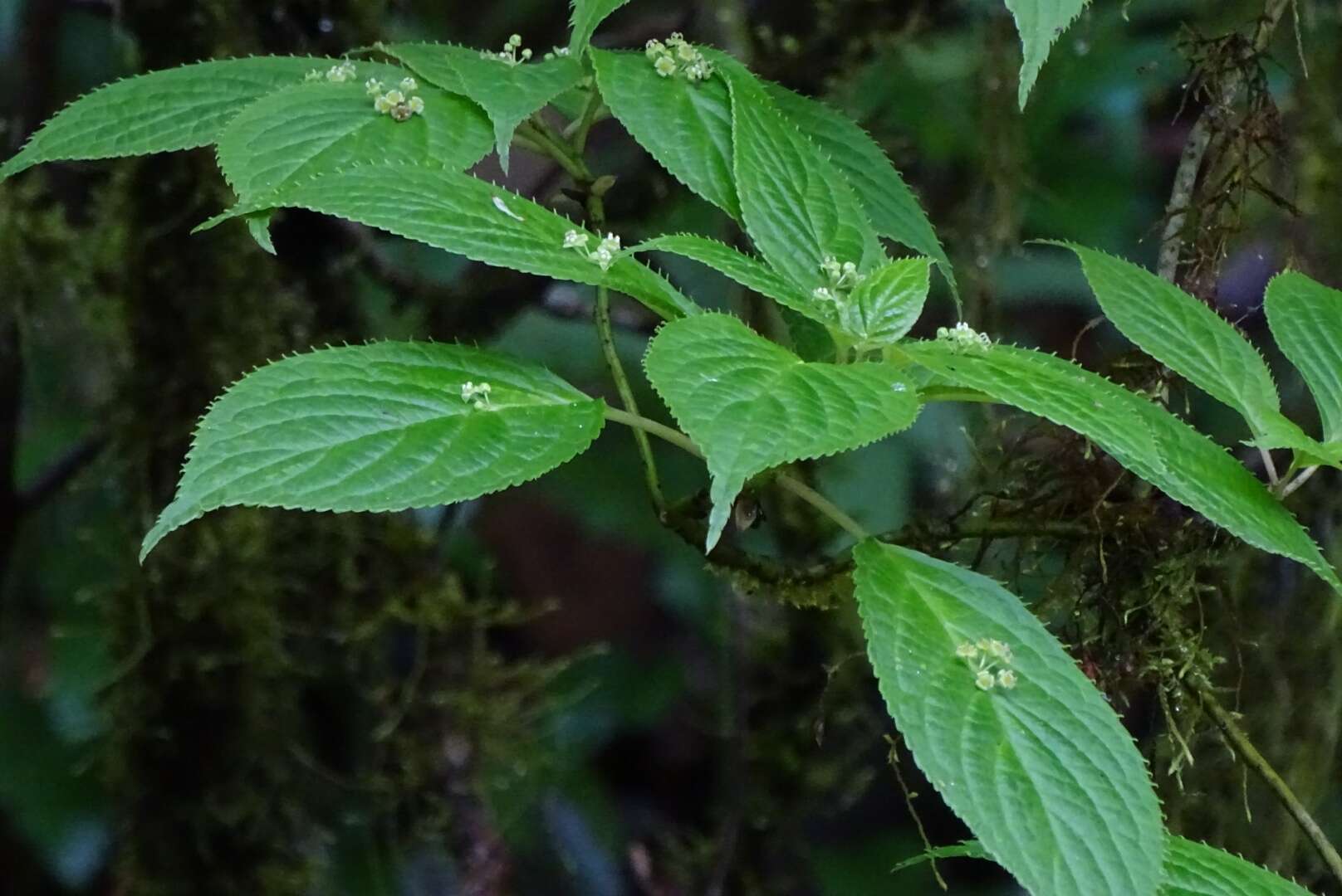 Image of Helwingia japonica subsp. liukiuensis (Hatusima) H. Hara & S. Kurosawa