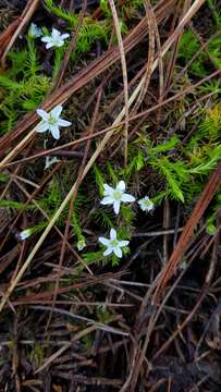 Image of Arenaria lycopodioides Willd. ex Schltdl.