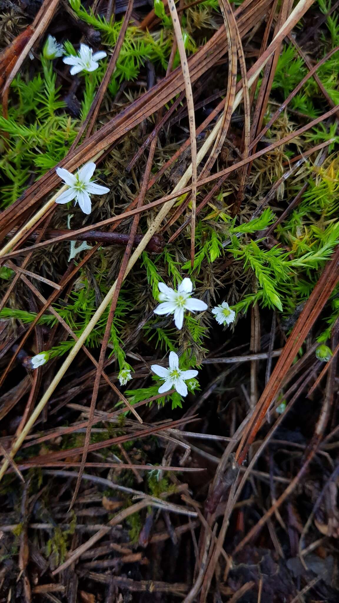 Image of Arenaria lycopodioides Willd. ex Schltdl.