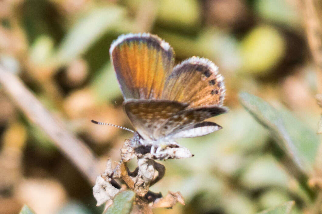 Image of Western pygmy blue