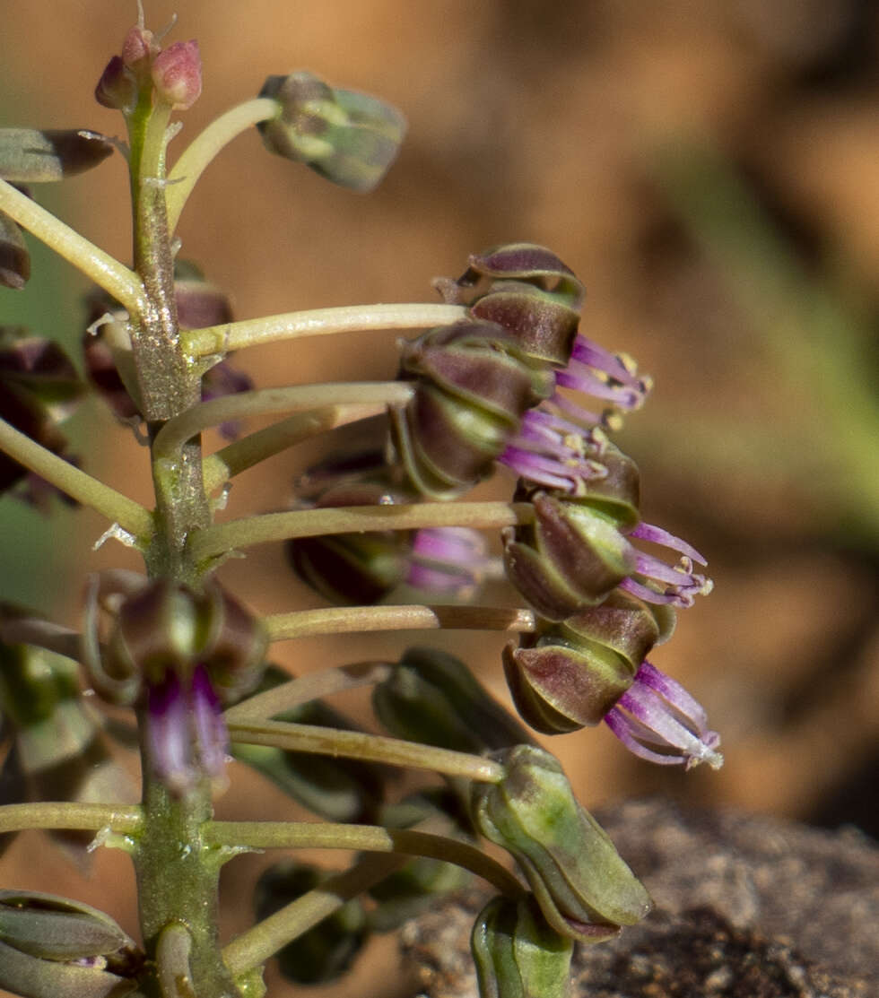 Image of Ledebouria apertiflora (Baker) Jessop