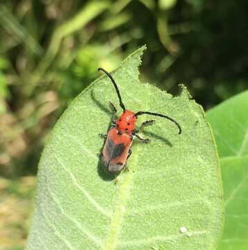 Sivun Tetraopes melanurus Schönherr 1817 kuva