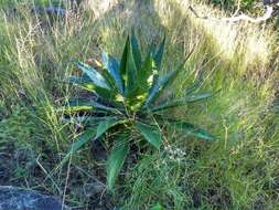 Image of Agave bovicornuta Gentry