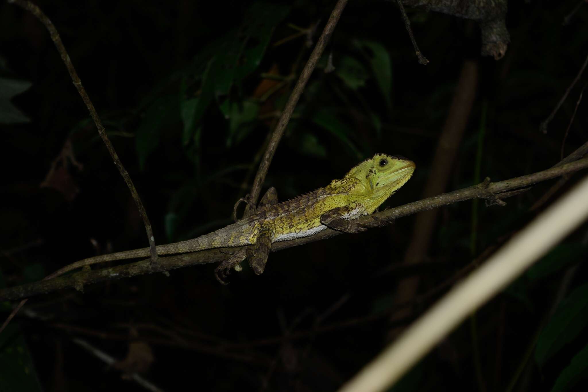 Image of Keeled Helmeted Basilisk