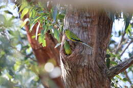 Imagem de Neophema elegans (Gould 1837)