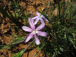 Image of Romulea hantamensis (Diels) Goldblatt