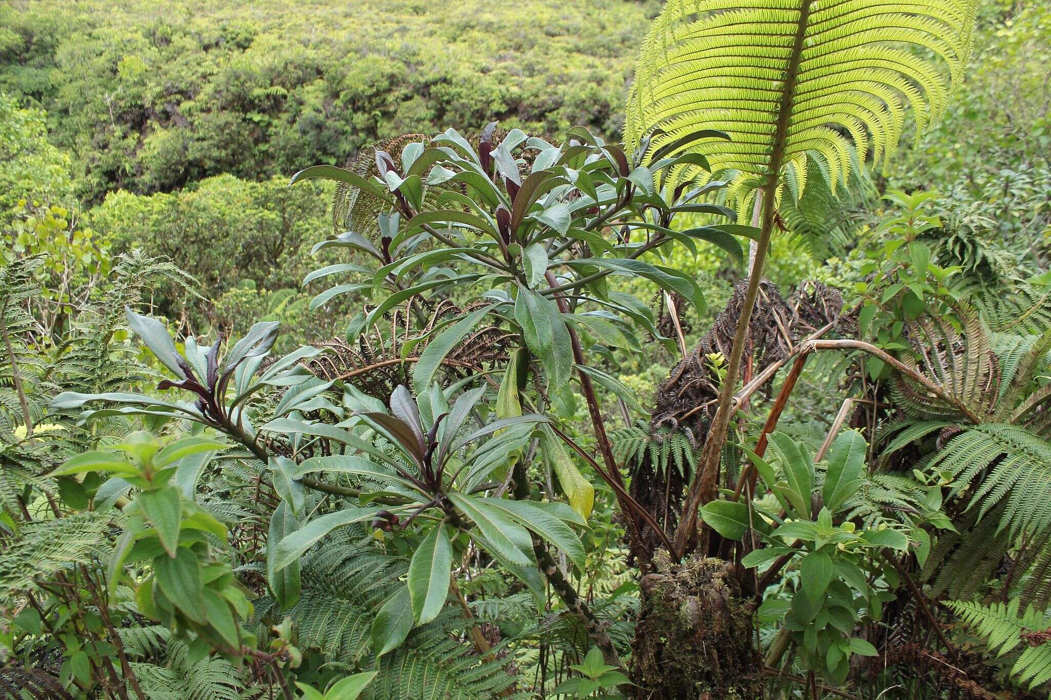 Imagem de Clermontia drepanomorpha Rock