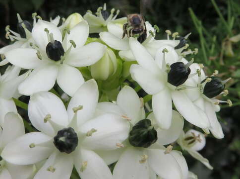 Image of Ornithogalum saundersiae Baker