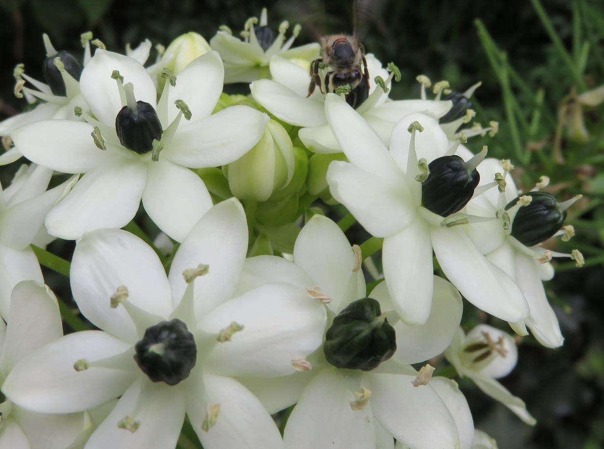 Слика од Ornithogalum saundersiae Baker