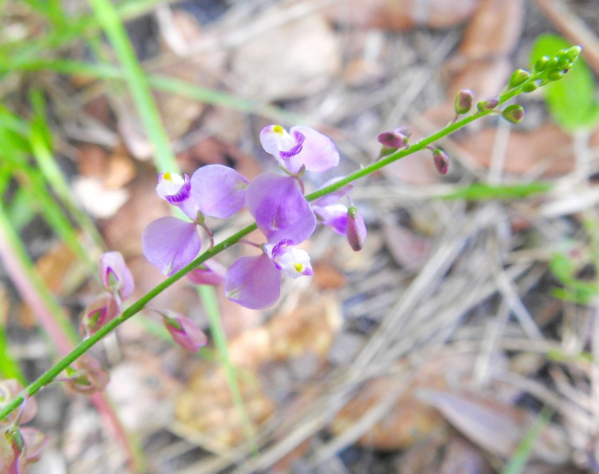 Imagem de Asemeia grandiflora (Walt.) Small