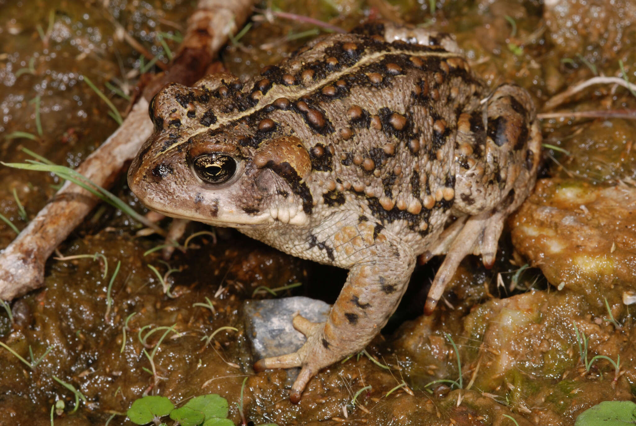 Image of Amargosa toad