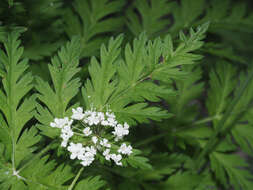 Imagem de Chaerophyllum villarsii W. D. J. Koch