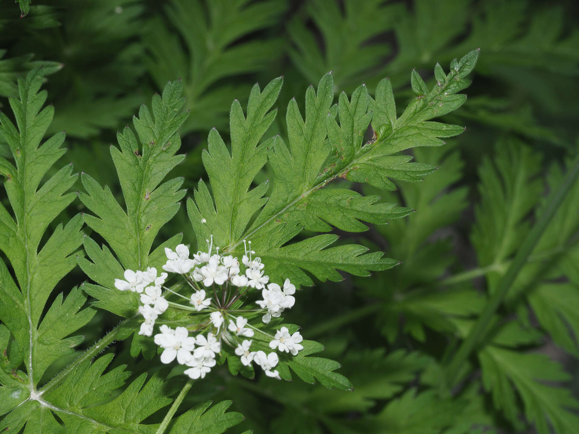 Imagem de Chaerophyllum villarsii W. D. J. Koch