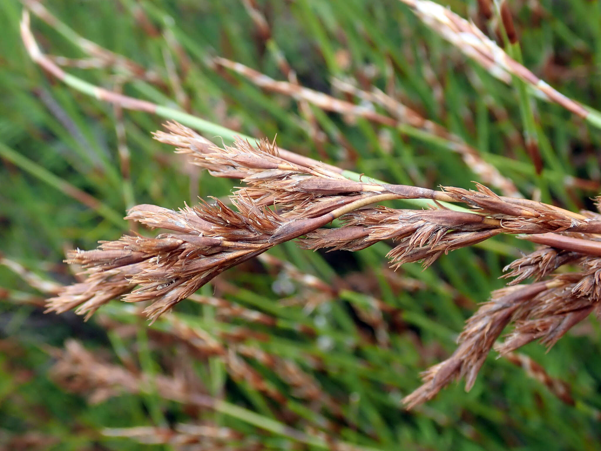 Image of Sporadanthus traversii (F. Muell.) Buchanan