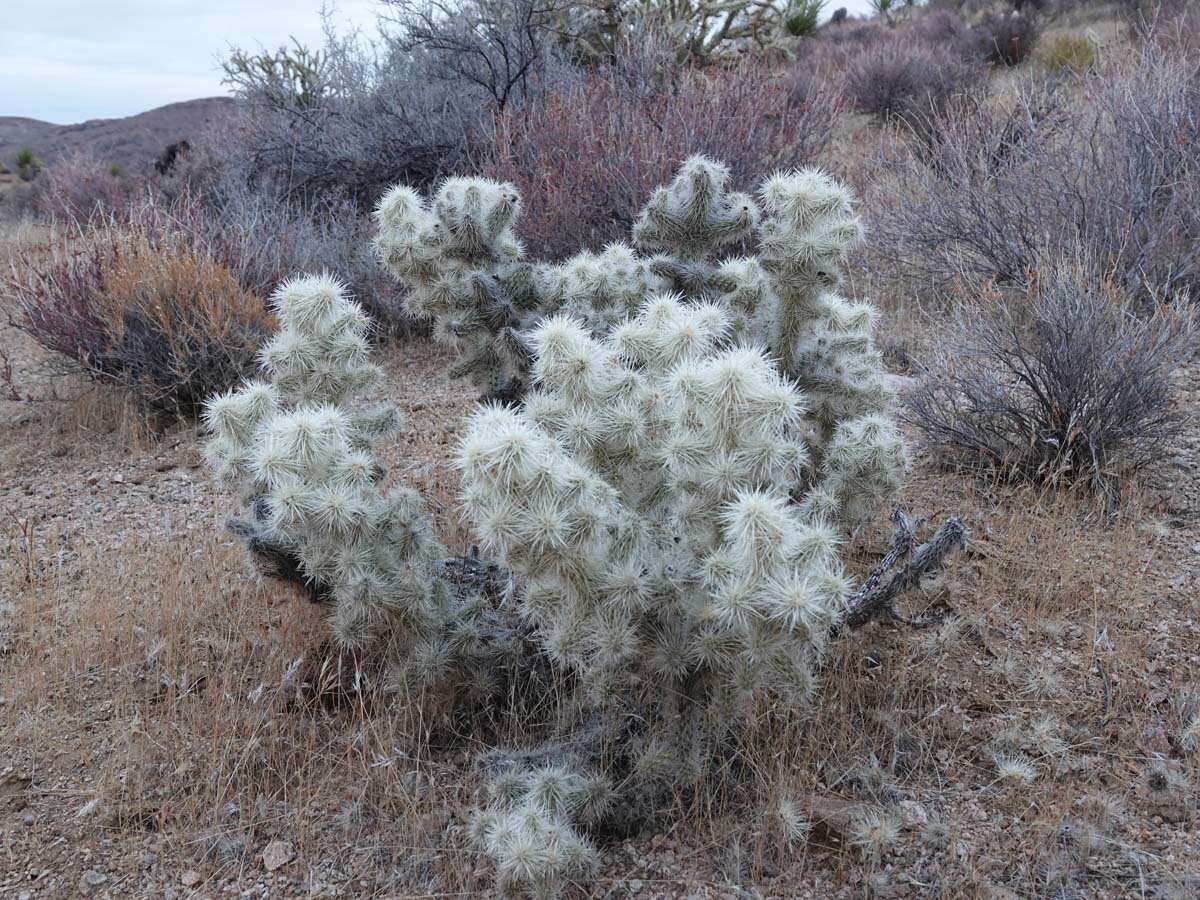 Слика од Cylindropuntia multigeniculata (Clokey) Backeb.