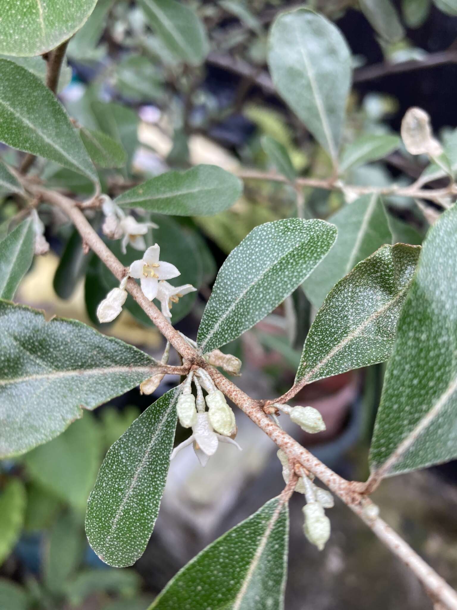 Image of Elaeagnus oldhamii Maxim.