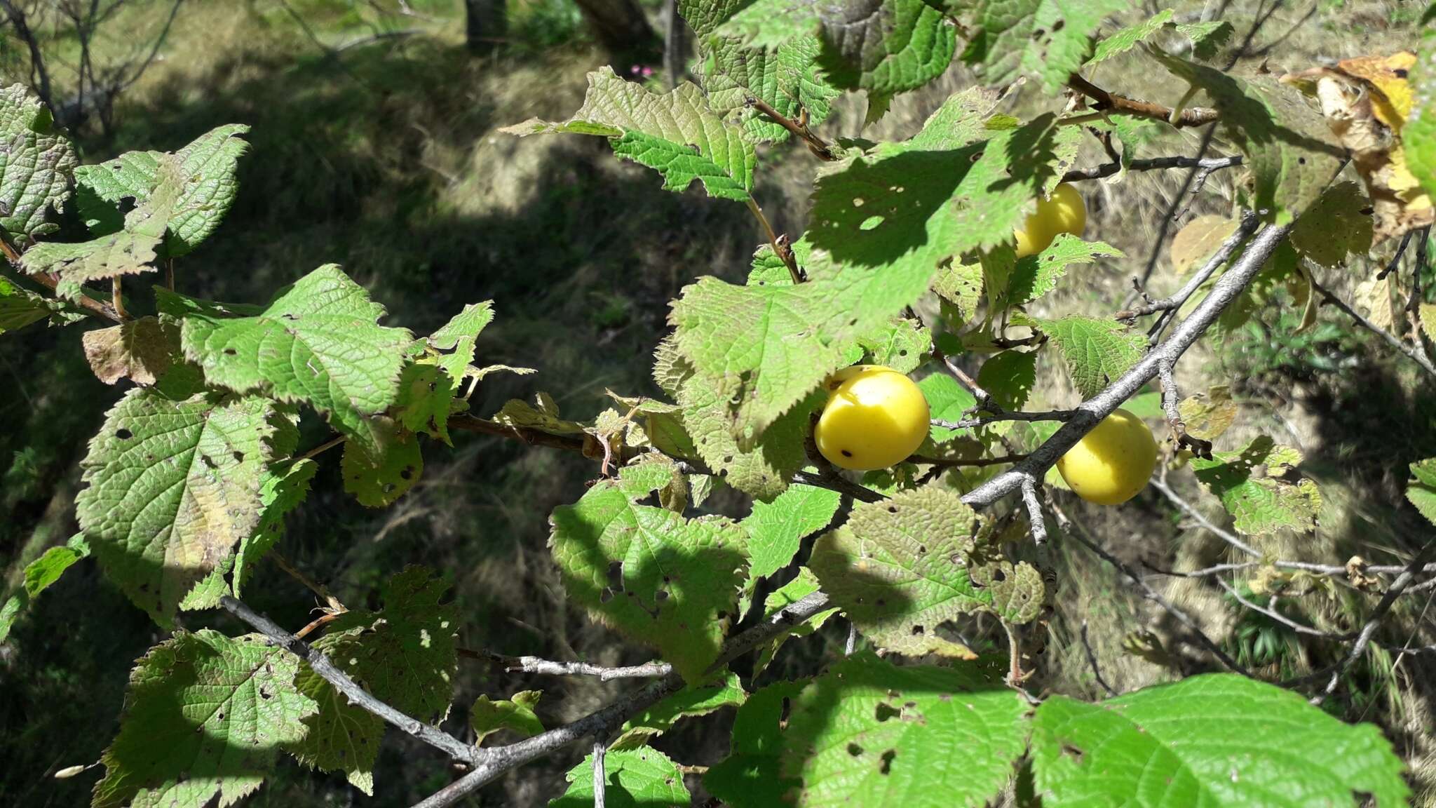 Plancia ëd Prunus brigantina Vill.