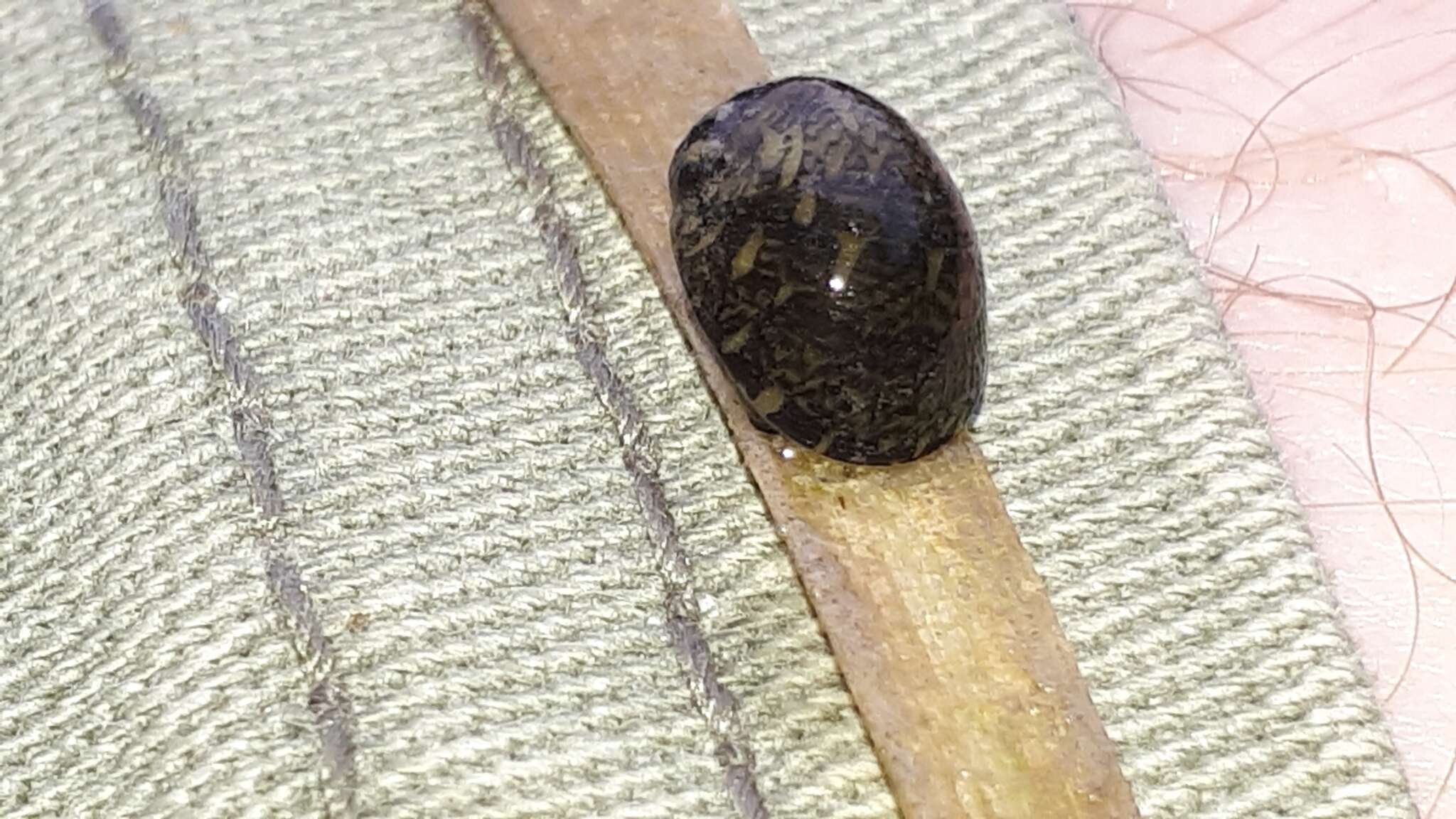 Image of river nerite