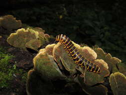 Слика од <i>Arthrophaga myriapodina</i>