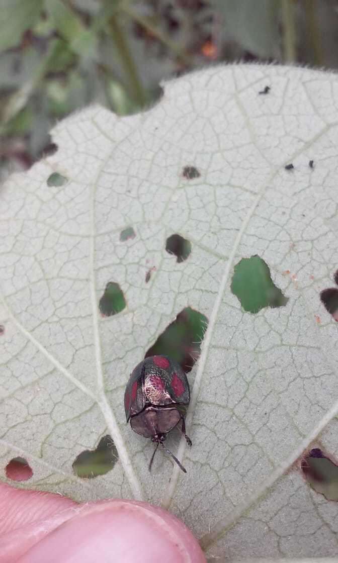 Image of Cyrtonota tristigma (Boheman 1850)