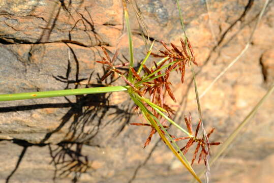 Image of Cyperus fulgens C. B. Clarke