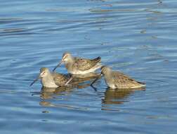 Image of Dowitcher