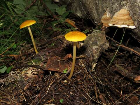 Image of Pluteus chrysophaeus (Schaeff.) Quél. 1872