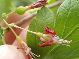 Image of <i>Ribes <i>divaricatum</i></i> var. divaricatum