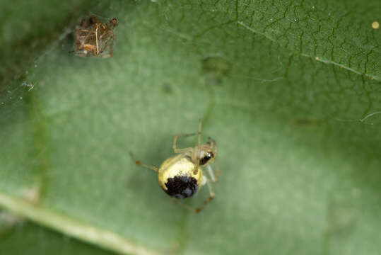 Image of Theridion varians Hahn 1833