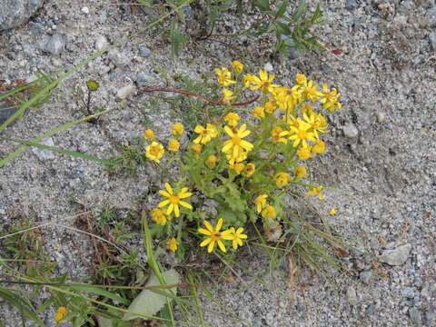 Plancia ëd Senecio leucanthemifolius subsp. caucasicus (DC.) Greuter