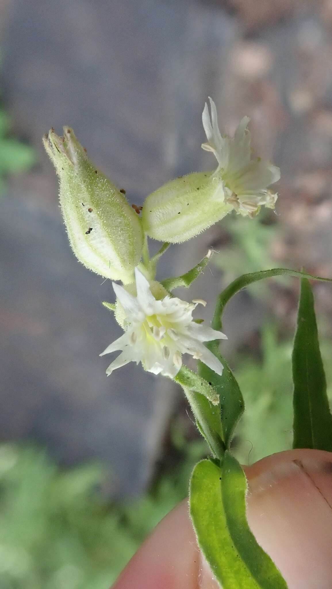 Image of Menzies' campion