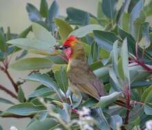 Image of Red-headed Tanager