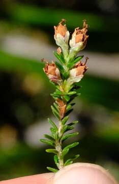 Image of Erica diosmifolia Salisb.