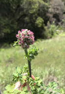 Image of Fendler's meadow-rue