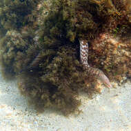 Image of Grey moray