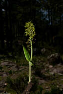 Image of Malaxis elliptica A. Rich. & Galeotti