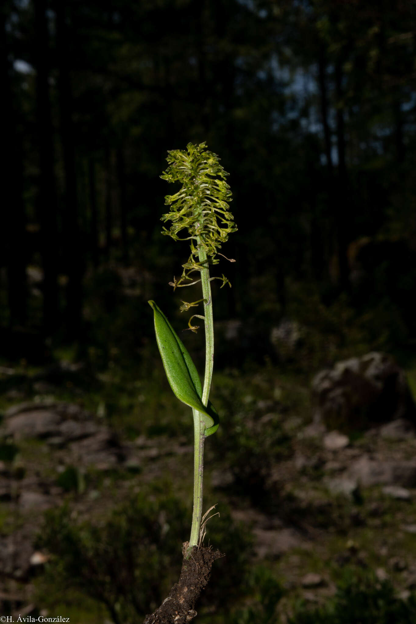 Image of Malaxis elliptica A. Rich. & Galeotti